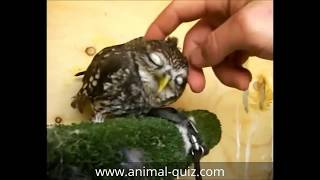 Cute owls having fun