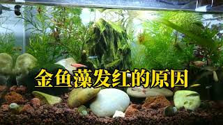 金魚藻變紅是缺養分麼？ 金魚藻發紅的原因很簡單，光照時間太長了