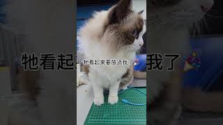 浩呆兄弟齊心協力強迫我翹班🤪#貓咪 #毛孩 #寵物 #貓咪日常 #萌寵 #布偶貓 #緬因貓 #貓同事 #上班 #休想 #休想上班 #不給上班 #調皮 #調皮搗蛋 #搗蛋 #強迫罷工 #吃飽喝足 #睡覺