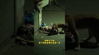 狮子为什么不攻击眼前这个男人？ #搞笑 #内容过于真实 #万万没想到
