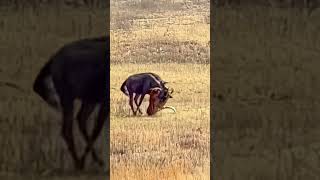 Antelope Struggles to Drag #leopard in Desperate Escape Attempt #animals #wildlife #predatorvsprey