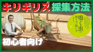 【キリギリス】を簡単に捕る方法