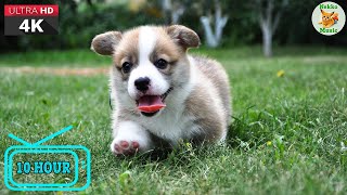 犬用テレビ 🐈 別れの不安を解消する冒険動画！🐭  退屈な犬のための興味深いテレビ番組.  🐈 外出するたびに、このビデオをあなたの犬に向けてください 🐱 動画が退屈を吹き飛ばす