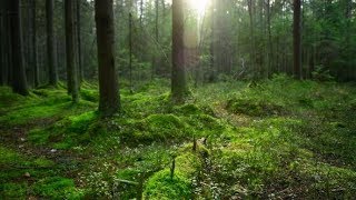 Pine Forest Ground Covered with a Dense Layer of Moss | Videohive Project Templates
