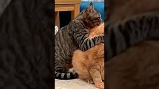 Love me or not?  #hilariousfails #funnycats #cats #kitten #funnypets #funnyanimal #catstagram