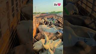 kankrej cow kathavada Kutch 🥰 #kankrejcow #katha #vada #kutch #vagad #sorts #viral 💝