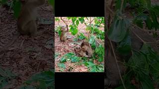 #Monkey #MonkeyLove #FunnyMonkey #CuteMonkey #MonkeyKing #MonkeyWorld #MonkeySeeMonkeyDo