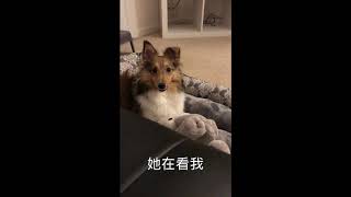 喜乐蒂buffy的成长日记3/life about lovely buffy, a shetland sheepdog