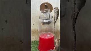 Mouse trap tips at home/rat traps from plastic bottle #mousetrap #rattrap