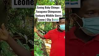 Tagugama| Saving Baby Chimps:Tacugama Chimpanzee Santuary Wildlife Sierra Leone | Clip 3🇸🇱🇸🇱