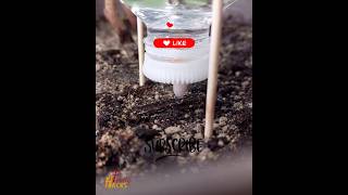 DIY Automatic Plant Watering System from a Plastic Bottle!