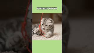 Fluffy Furball Gets Tangled! 😂
