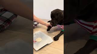 Making paw print ornaments with my pup! #puppy #labradorretriever #labpuppy #christmas #diy