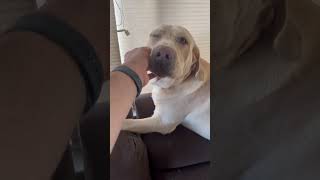 Sunshine! #happydog #yellowlab #superhappy
