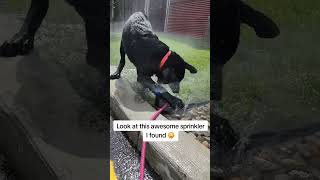 #labpuppy #labrador #summer #water #fun #puppylife #foryourpage #foryou #puppy