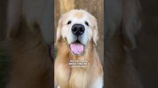 My dog has a Golden rule! #dogshorts #goldenretriever #ilovemydog #dog