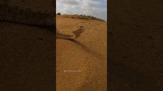 sidewinder This snakes are very dangerous in sandy places #snake #snakelife #shorts #viralshorts
