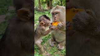 Feeding Baby Monkey & Mom Monkey #shorts