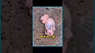 小姐姐在雨中捡到一只奄奄一息的小猴，长大后竟成为她的得力助手 #animals #pets