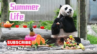 【Life Of Returnee Pandas】Episode 39 Little Miracle's Summer Life | iPanda