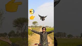 poigen ka piyar apni Malik se 🥹🕊️ birds love video 🕊️ how to trend pigeon 🕊️ pogien hand tame 🕊️ #va