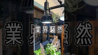 【世界が注目】京セラの動物や植物を救うライトがやばい！#shorts #アクアリウム #水草レイアウト #熱帯魚#園芸 #観葉植物 #爬虫類