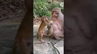 monkey son ☀️☀️☀️ beutiful monkey 🤑