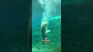 DID YOU KNOW: Polar Bears can Swim Underwater 🤯🤯 #polarbears