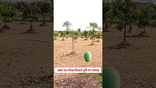 At what distance should we plant mangoes 🥭 mango farming | at what distance should we plant mango...