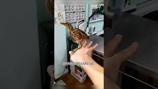 大鸟受伤掉进农田，大叔农田中解救大鸟，最后还帮大鸟养伤