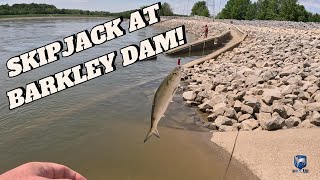 Fishing for Skipjack at Barkley Dam!