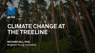 Climate Change at the Treeline: Scientists Uncover Survival Secrets