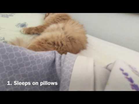 4 times your cat is the boss of the house