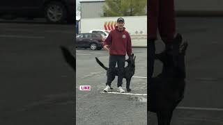 THIS quick dog training tip will change everything!