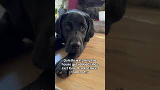 Staying quiet this time 🤐 #dogshorts #blacklab