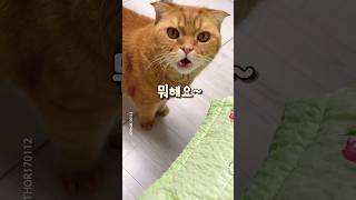 슈퍼스타 토르 9월 쇼츠 모음 #shorts #고양이 #스코티쉬폴드