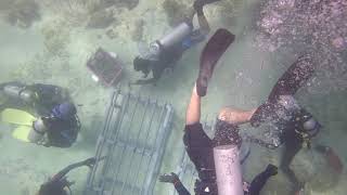 Coral Propagation Project by Coral Quest (MPU4 UTP) & UTP SCUBA Diving Club