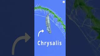 Moth Life Cycle: How Moths Grow and Transform During Their Short Lifespan