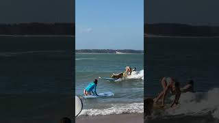 Dog is Expert Surfer