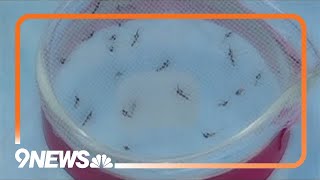 West Nile Virus detected in two people in Colorado