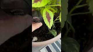 soil moisture meter