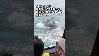 【イルカウォッチング】#イルカ#野生動物 #イルカウォッチング#家族でおでかけ #vlog #夏休み