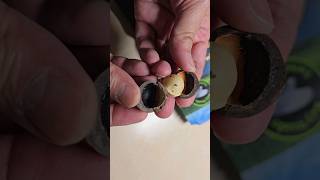 Trying Macadamia Nuts for the First Time - Taste Test and Review #thevetpreneurvoice #macadamia