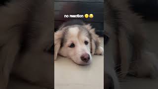 no reaction ☹️😂 #funnyshorts #funnydog #viraldog #pomeraniandog #youtube