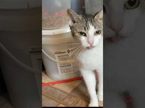 Cat’s Quirky Reaction After Biting My Hand #quirky #cat #mycat