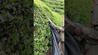 cool way for farmers to harvest tea leaves quickly #shorts