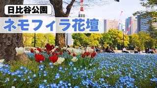 GWにオススメ！都会のオアシス「日比谷公園」のネモフィラ花壇｜東京散歩Vlog