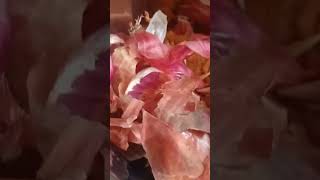 കിച്ചൻ വേസ്റ്റ് കൊണ്ട്  ഒരു വളം#fertilizer #onionpeel #farmingtips