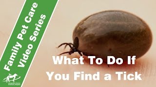 What to do if you find a tick on your dog or cat- Companion Animal Vets