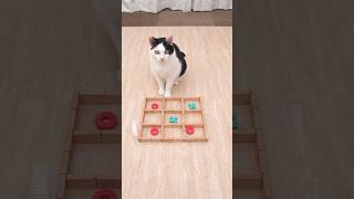 Cat and TIC TAC TOE